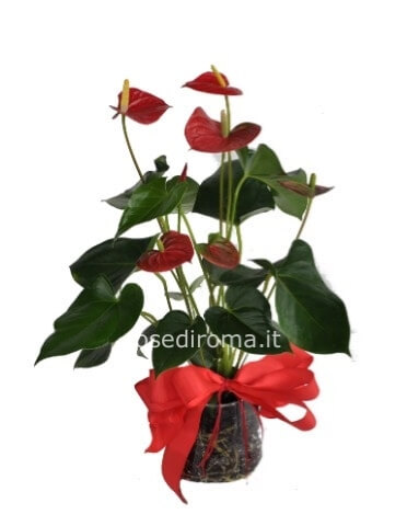 Anthurium Confezionato Altezza 50 Cm