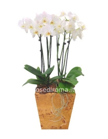 Pianta Di Phaleonopsis Bianca 3/4 Steli Con Cachepot