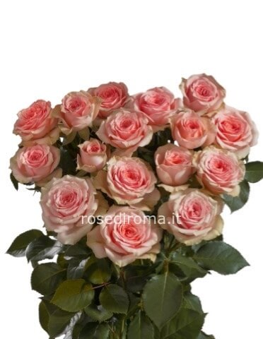 Rose Rosa 50 Cm Da Comporre A Mazzo. Numero Di Steli A Scelta.