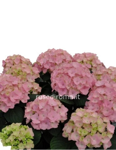 Ortensia Confezionata