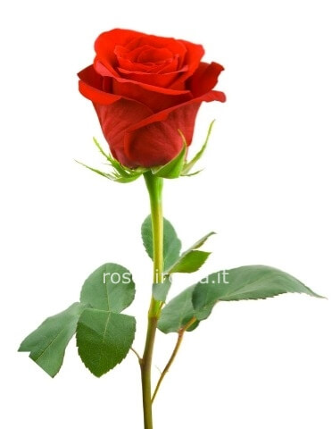 1 Rosa Rossa confezionata con verde di complemento.