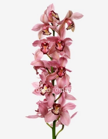 Ramo di Cymbidium Rosa da 50 cm. più verdi complementari.