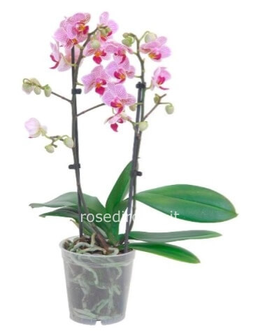 phalaenopsis a due steli (specificare colore bianco o rosa nelle note)