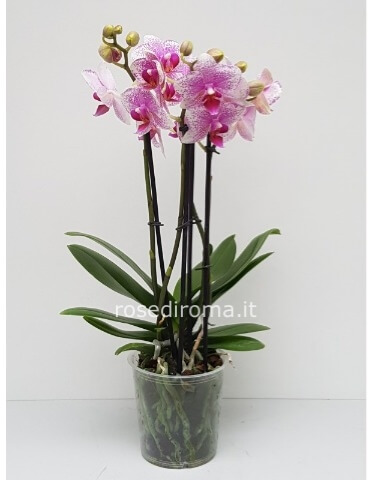 phalaenopsis a 3 steli colore bianco o rosa