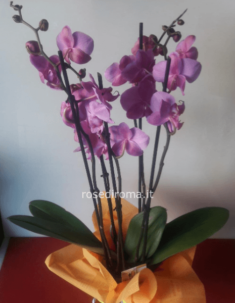 Phalaenopsis a 3/4 steli (per info sul colore accordarsi su Whatsapp)