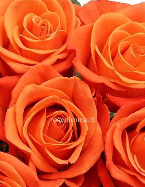Rose Arancio stelo 60/70 cm provenienza: Olanda o Ecuador