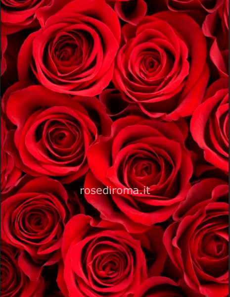 Rose Rosse da 60/70 cm provenienza: Olanda o Ecuador